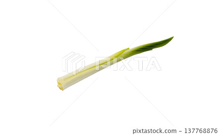 Spring wild vegetable, Urui (Japanese mountain vegetable), new shoots, macro photography, transparent background. Spring wild vegetable, Urui (Japanese mountain vegetable), new shoots, macro photography, transparent background. 137768876