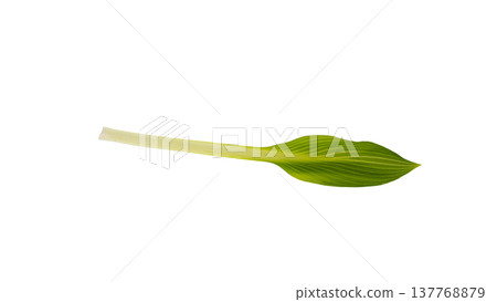 Spring wild vegetable, Urui (Japanese mountain vegetable), new shoots, macro photography, transparent background. Spring wild vegetable, Urui (Japanese mountain vegetable), new shoots, macro photography, transparent background. 137768879