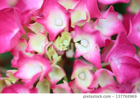 Cute hydrangea petals Cute hydrangea petals 137768969