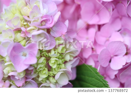 Cute hydrangea petals Cute hydrangea petals 137768972
