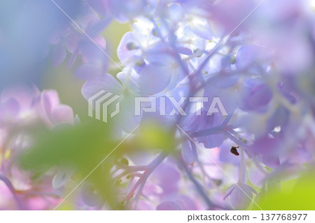 可愛的繡球花瓣 可愛的繡球花瓣 137768977