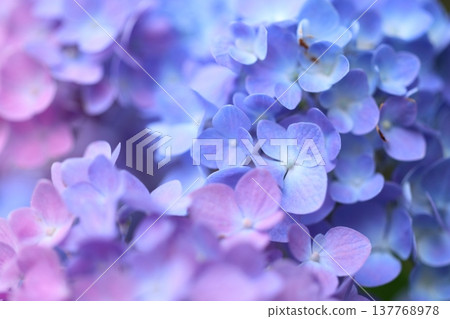 Cute hydrangea petals Cute hydrangea petals 137768978