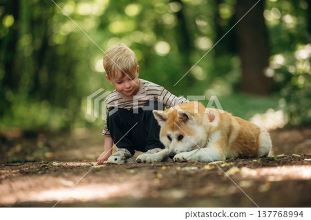 Stroking the pet. Little boy is with Shiba Inu dog in the forest Stroking the pet. Little boy is with Shiba Inu dog in the forest 137768994