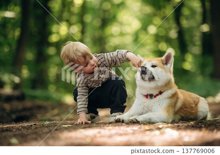 Stroking the pet. Little boy is with Shiba Inu dog in the forest Stroking the pet. Little boy is with Shiba Inu dog in the forest 137769006