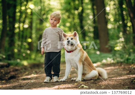Little boy is with Shiba Inu dog in the forest 137769012