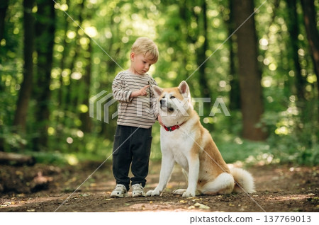 Little boy is with Shiba Inu dog in the forest 137769013