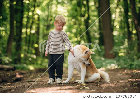 Beautiful nature, standing, enjoying. Little boy is with Shiba Inu dog in the forest 137769014