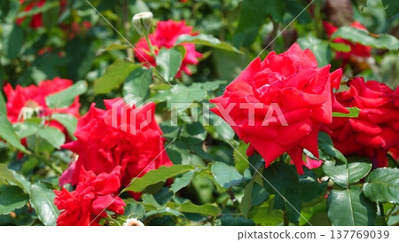 Beautiful roses Beautiful roses 137769039