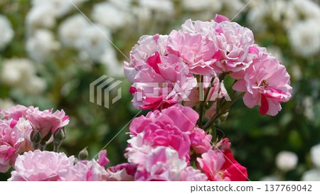 Beautiful roses 137769042