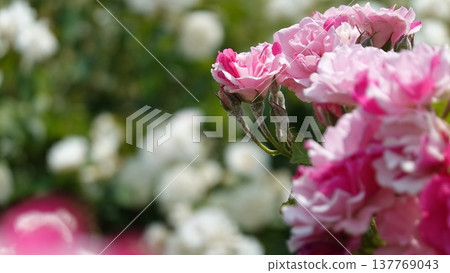 美麗的玫瑰花朵 美麗的玫瑰花朵 137769043
