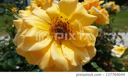 Beautiful roses Beautiful roses 137769044