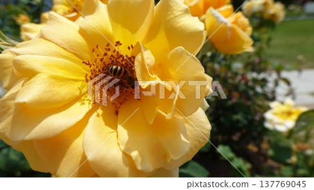Beautiful roses Beautiful roses 137769045