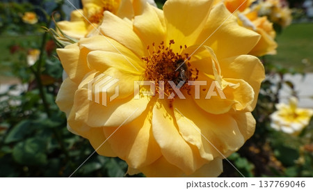 Beautiful roses Beautiful roses 137769046