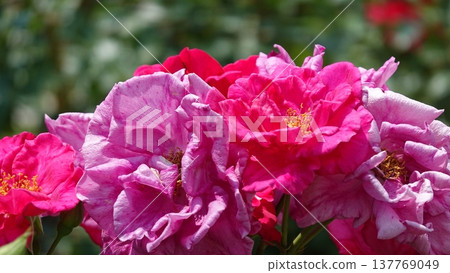 Beautiful roses Beautiful roses 137769049