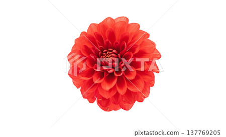 大麗花,紅色花朵,微距攝影,透明背景。 大麗花,紅色花朵,微距攝影,透明背景。 137769205