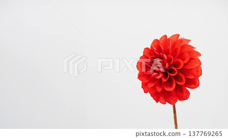 Red dahlia flower, macro photography, white background Red dahlia flower, macro photography, white background 137769265