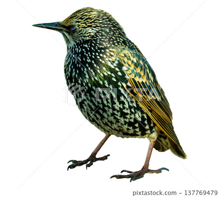 European Starling Bird Isolated on white background 137769479