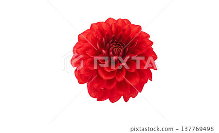 大麗花，紅色花朵，微距攝影，透明背景。 137769498