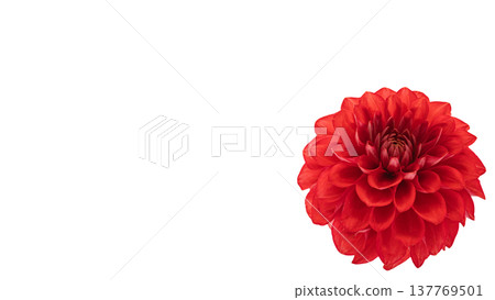 Dahlia, red flower, macro photography, transparent background Dahlia, red flower, macro photography, transparent background 137769501