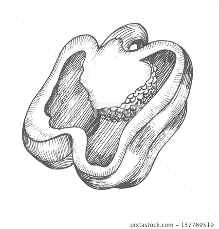 Half a bell pepper with seeds inside. Vector ink styled handmade illustration. For packaging design, cards, cover, prints, product labels and fabric. Half a bell pepper with seeds inside. Vector ink styled handmade illustration. For packaging design, cards, cover, prints, product labels and fabric. 137769519