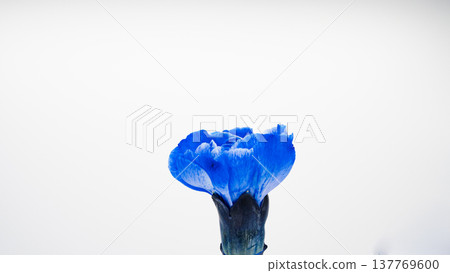 白色背景上的藍色康乃馨微距攝影 137769600