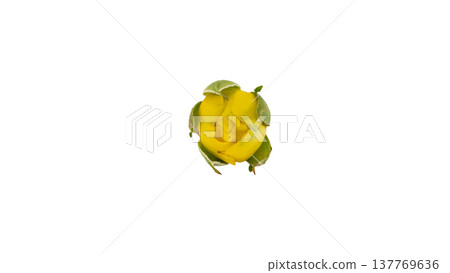 Yellow rosebud, macro photography, transparent background PNG. Yellow rosebud, macro photography, transparent background PNG. 137769636