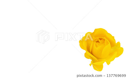 Close-up of a yellow rose, transparent background, floral image, macro. 137769699
