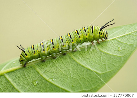 Green striped caterpillar crawling on vibrant leaf surface 137770007