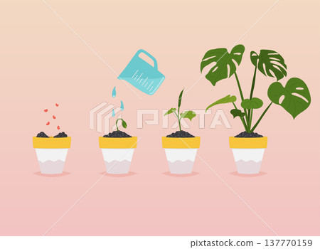 Plant growing stages. Timeline Infographic of planting tree. Flat design style modern vector illustration concept. Plant growing stages. Timeline Infographic of planting tree. Flat design style modern vector illustration concept. 137770159