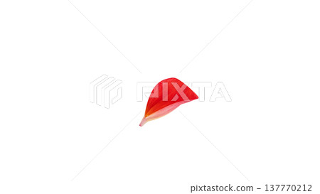 Red dahlia petals, macro, transparent background. 137770212