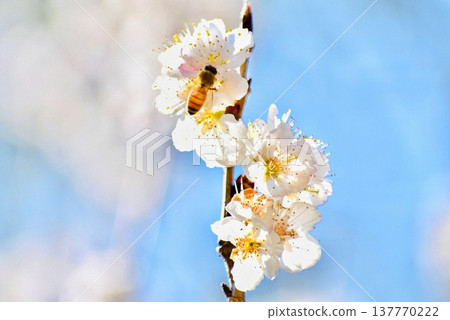 兩隻蜜蜂正在彼岸櫻花上採蜜。 兩隻蜜蜂正在彼岸櫻花上採蜜。 137770222