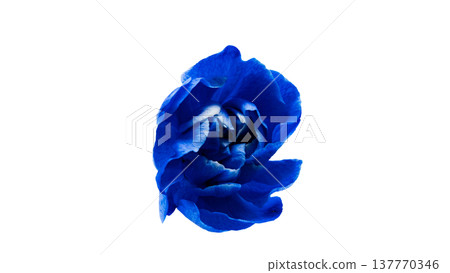 藍色康乃馨，透明背景，微距攝影 137770346