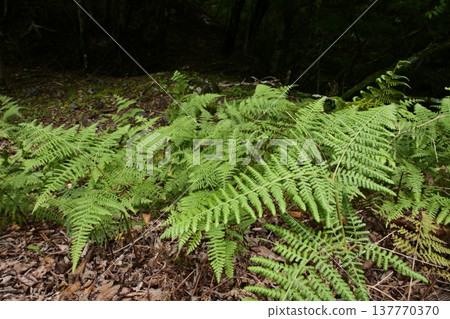Scenery with fern Scenery with fern 137770370