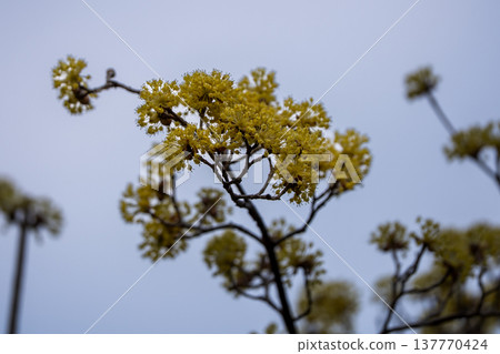 Cornus flowers that shine in the blue sky Cornus flowers that shine in the blue sky 137770424