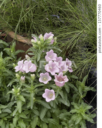 Green area relax outdoors garden with plants Green area relax outdoors garden with plants 137770460