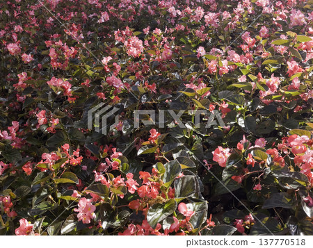 Green area relax outdoors garden with plants Green area relax outdoors garden with plants 137770518
