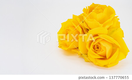 Three yellow roses, macro photography, white background, floral material. Three yellow roses, macro photography, white background, floral material. 137770655