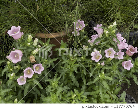 Green area relax outdoors garden with plants Green area relax outdoors garden with plants 137770764