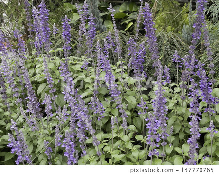 Green area relax outdoors garden with plants Green area relax outdoors garden with plants 137770765