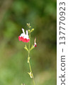 Cherry sage 137770923