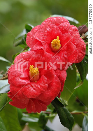 Two red camellia japonica flowers 137770950