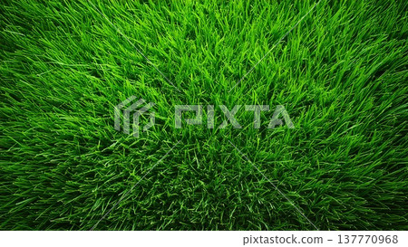 從上方拍攝的綠色草地背景圖片，寬高比為 16:9。 137770968