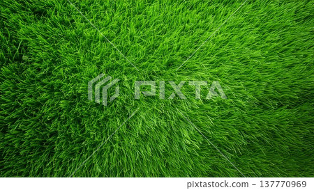 從上方拍攝的綠色草地背景圖片，寬高比為 16:9。 137770969