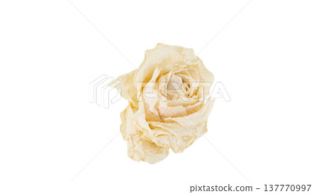 Dried white roses, macro photography, transparent background PNG. 137770997