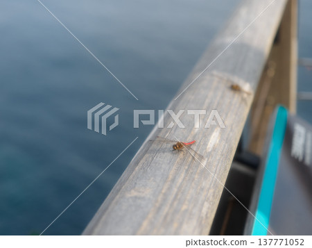 一隻蜻蜓停在欄桿上 137771052