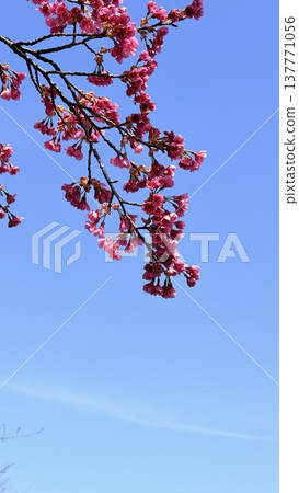 Kawazu櫻花在藍天 Kawazu櫻花在藍天 137771056