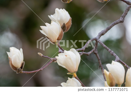 White lotus flower White lotus flower 137771071