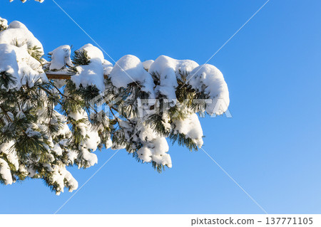 Snow covered pine branches against clear blue winter sky 137771105