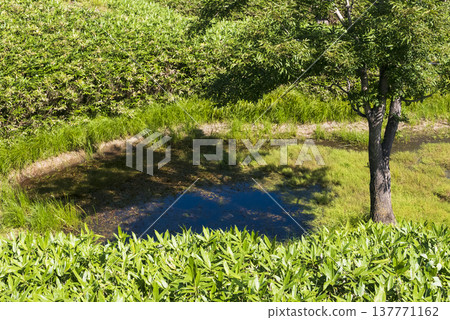 北海道知床五湖夏季草原 137771162