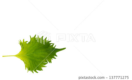 Large perilla leaf, transparent background, macro photography, cooking ingredient. 137771275